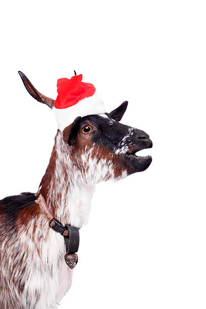 istock Portrait Of dwarf Goat in christmas hat On White 526687895