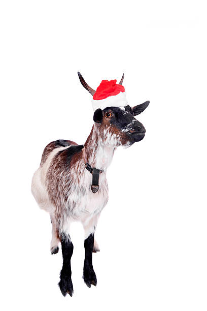 istock Portrait Of dwarf Goat in christmas hat On White 526687901