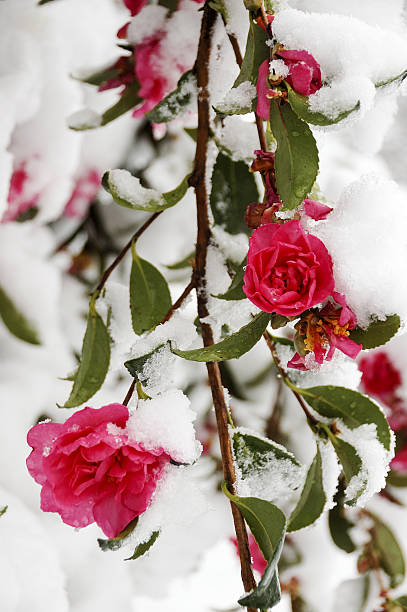 istock Flowers in the snow 526688247
