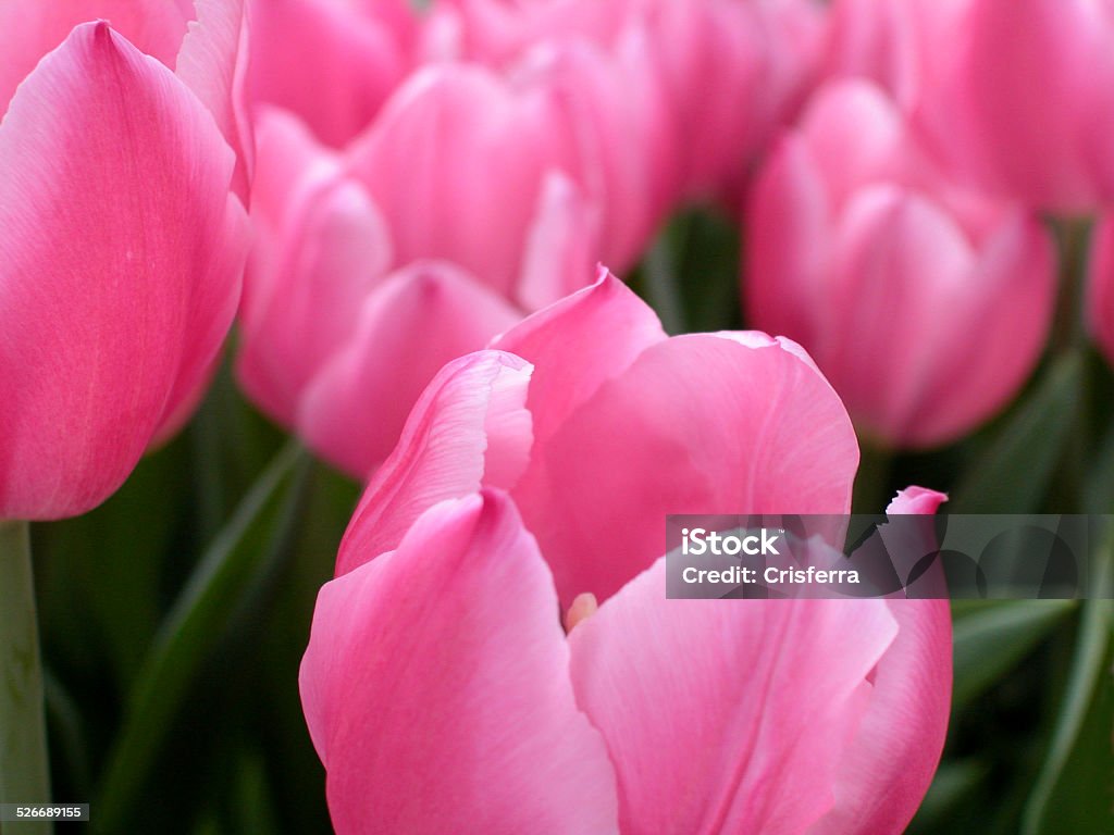 Tulipani rosa - Foto stock royalty-free di Botanica