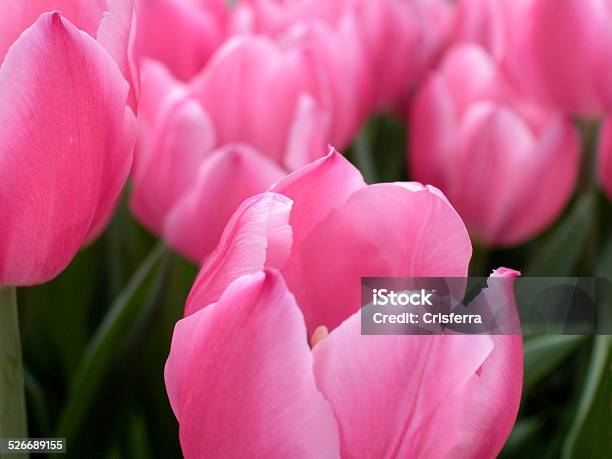 Tulipani Rosa - Fotografie stock e altre immagini di Botanica - Botanica, Capolino, Composizione orizzontale