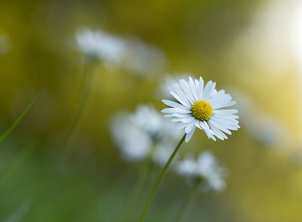 istock Lawn daisy, Bellis perennis 526700621