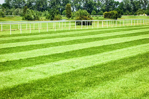 grass at a horseracing track - nice background with space for text