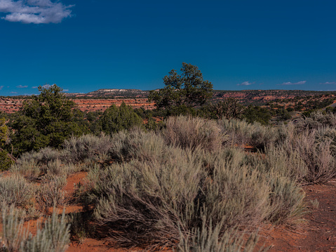 USA, State of Utah. Garfield County. Along the Burr Trail Road near Boulder, with pinyon pines, junipers (Juniperus osteosperma), and sagebrush (Artemisia tridentata). Artemisia tridentata was used as by Native Americans for treating headache and colds.