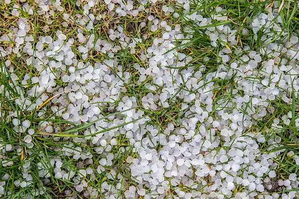 The pieces of hail on the grass