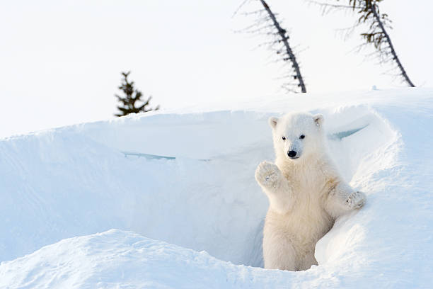 polar bear cub (ursus maritimus) - eisbär stock-fotos und bilder