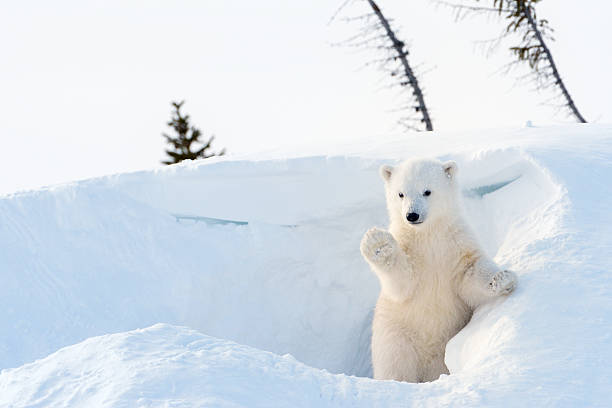 북극곰 (ursus maritimus) 새끼 - 북극곰 뉴스 사진 이미지