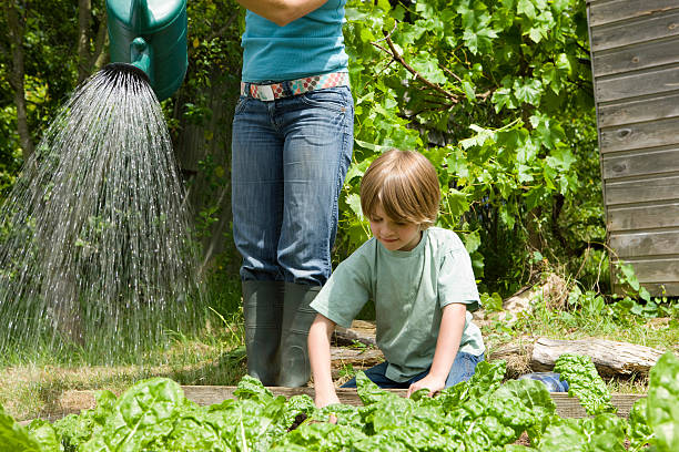istock Boy Gardening With Mother Watering Plants 526704857