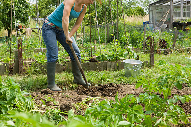 istock Woman Digging On An Allotment 526704859