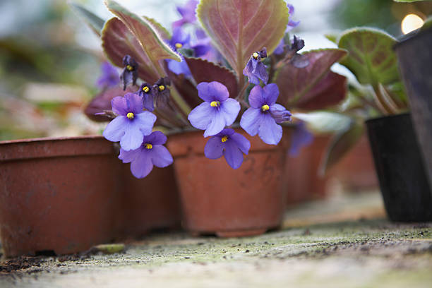 istock Flowering Pot Plants In Greenhouse 526704909