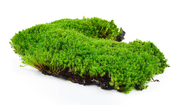 istock Green moss isolated on white bakground 526705786