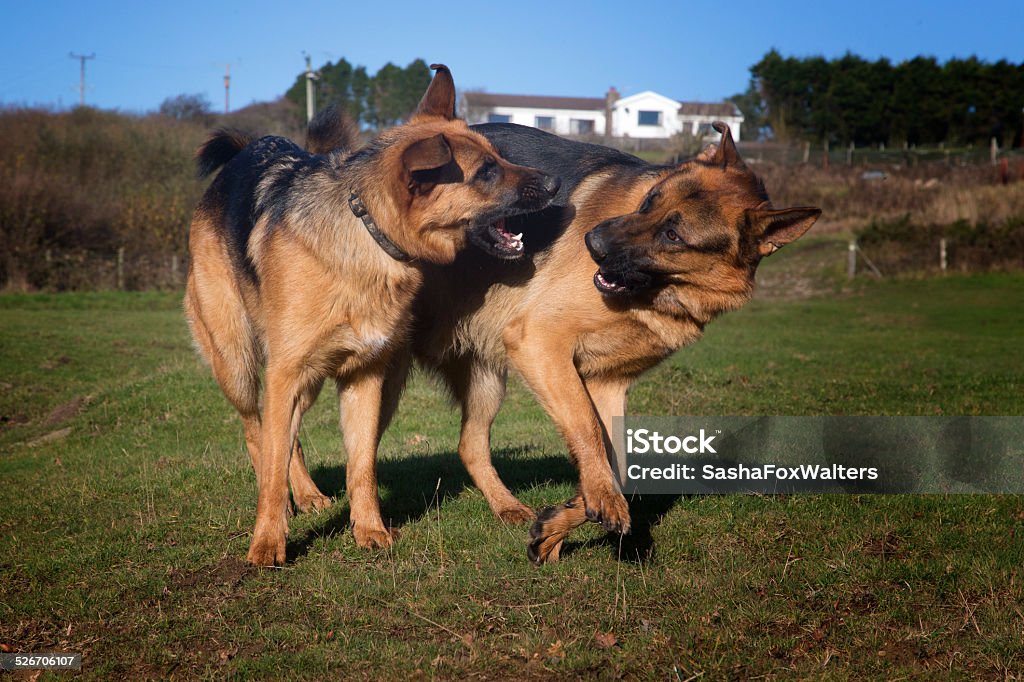 dogs playing Dogs playing Dog Stock Photo