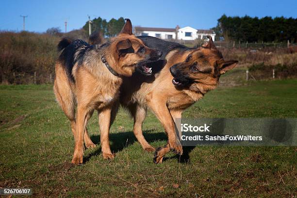 Dogs Playing Stock Photo - Download Image Now - Dog, Horizontal, Old English Sheepdog