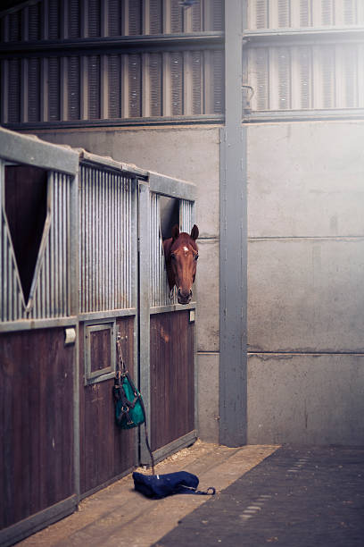istock Horse in the Stables 526706509