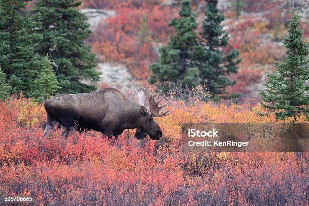 Photo libre de droit de Orignal Mâle Dalces Dalces Denali National Park En Automne Couleur De Mount Mckinley banque d'images et plus d'images libres de droit de Parc National de Denali