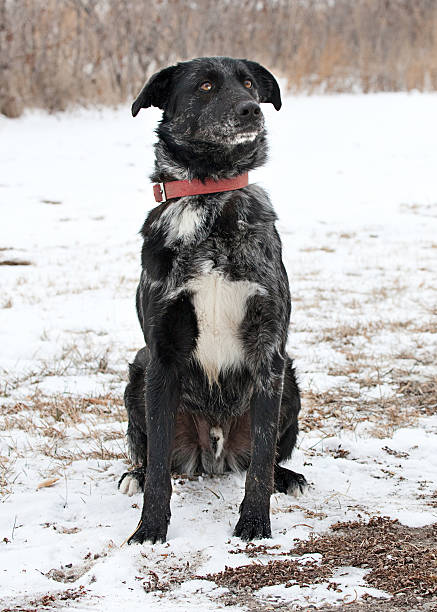 istock Black and White Dog Outdoors in Snow 526708199
