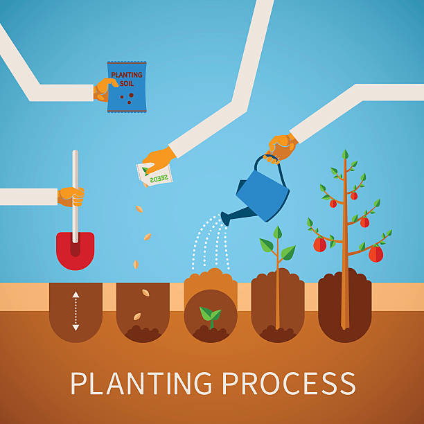 векторная графика инфографика концепции насаждения процесса - gardening vegetable garden action planting stock illustrations
