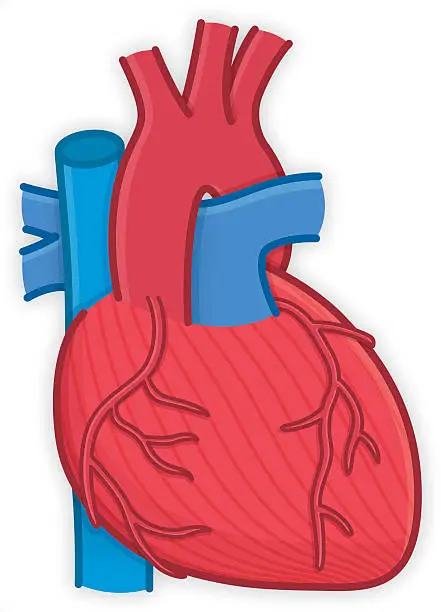 Vector illustration of Body parts Human Heart organ anatomy
