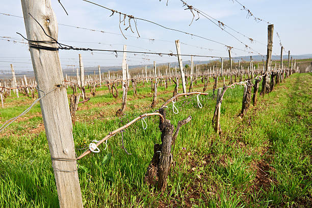 istock Field of grapevine in spring after garter 526708698
