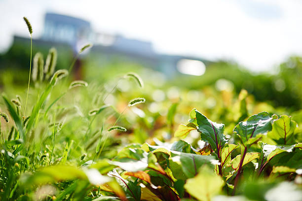 капуста рост с свежие органические овощи в саду на крыше - built structure green business city стоковые фото и изображения
