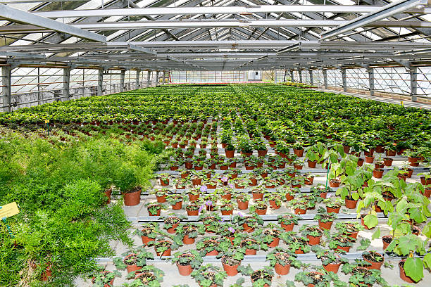 istock Flowers which are growing in a greenhouse 526709308