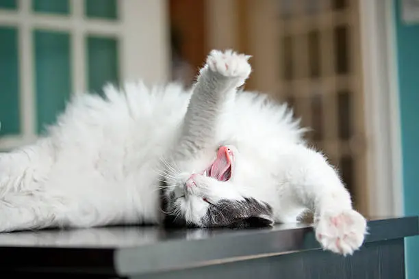 Photo of Yawning Stretching Long Hair Cat