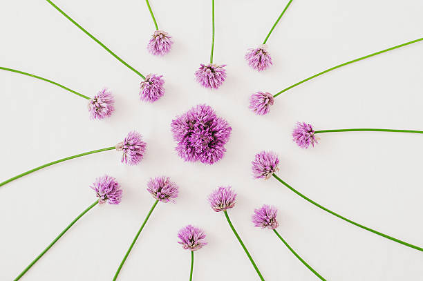 istock Pink flowers arrangement, mandala 526710846