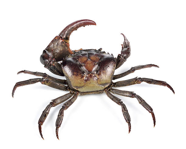 istock Male field crab on white background. 526711570