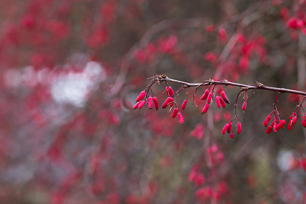 istock branch of barberry autumn 526712246
