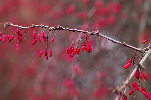 istock branch of barberry 526712252