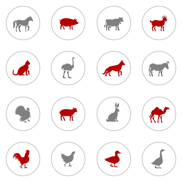 아이콘 세트 의 농장 동물은 - chicken livestock isolated white background stock illustrations