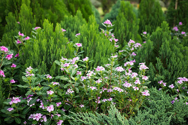 istock Flower and garden 526715052