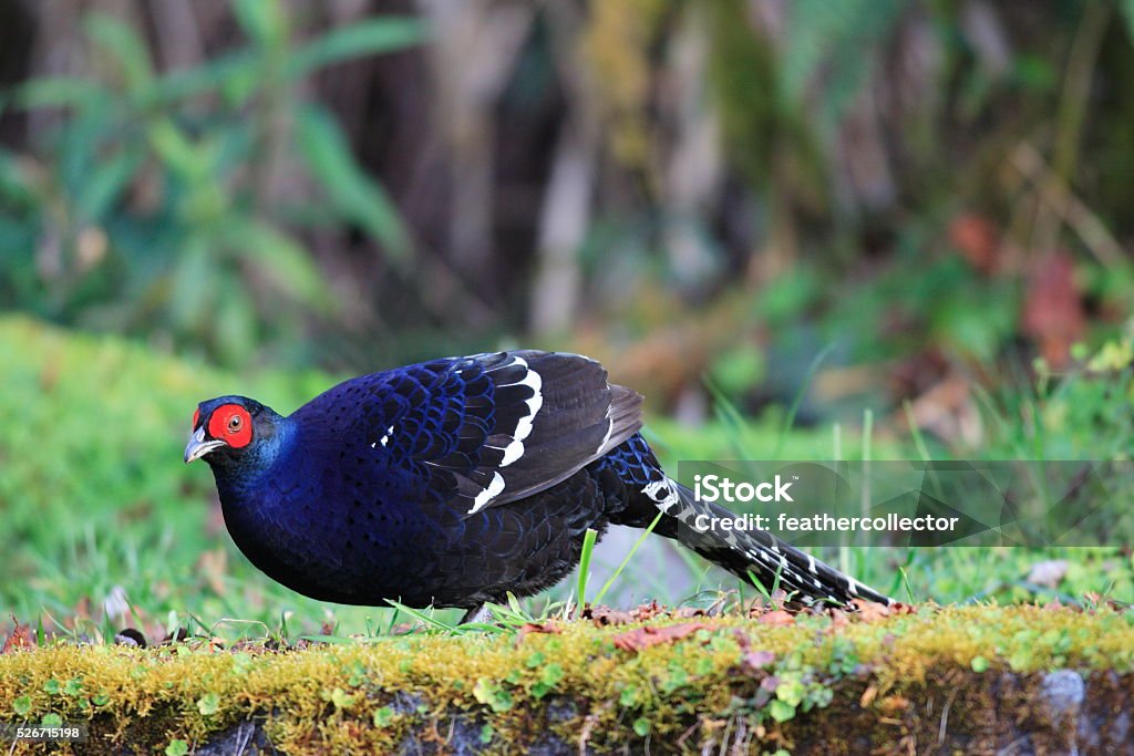 MIkado Pheasant male MIkado Pheasant male (Syrmaticus mikado) in Taiwan Pheasant - Bird Stock Photo