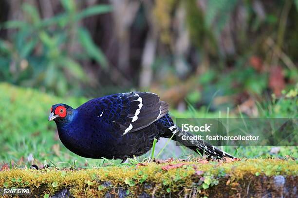 Mikado Pheasant Male Stock Photo - Download Image Now - Pheasant - Bird, Animal, Animal Wildlife