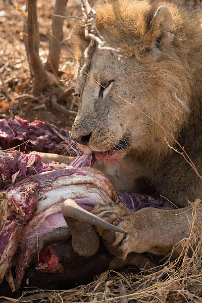 istock Lion feeds on a freshly killed wildebeest carcass. 526716496