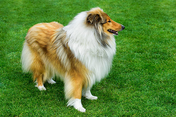istock Long haired rough collie standing on green field. 526719184