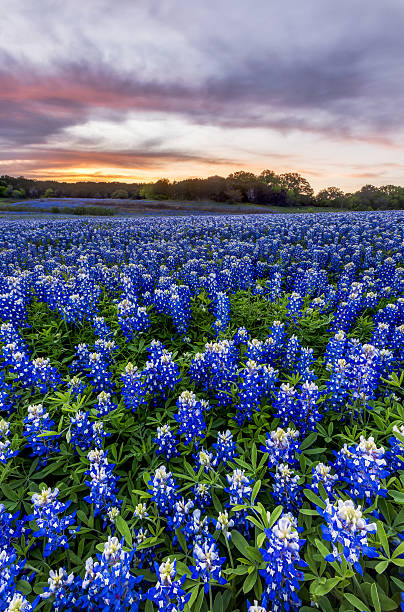 istock Beautiful Bluebonnets field at sunset near Austin, Texas 526721848