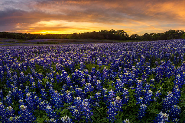 istock Beautiful Texas bluebonnet field in at Muleshoe Bend Recreation 526721914