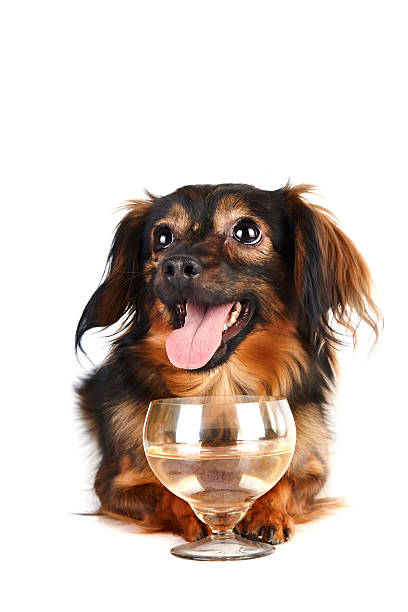 istock Decorative dog with a glass 526721919