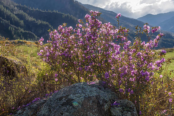 山シャクナゲ太陽の春 - highlands region heather grass mountain range ストックフォトと画像