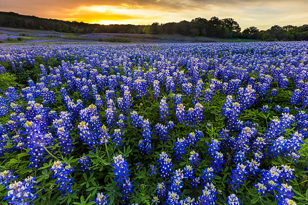 istock Beautiful Bluebonnets field at sunset near Austin, Texas 526721988