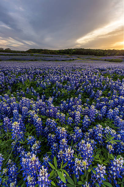 istock Bluebonnets field at sunset near Austin, Texas in spring 526722056