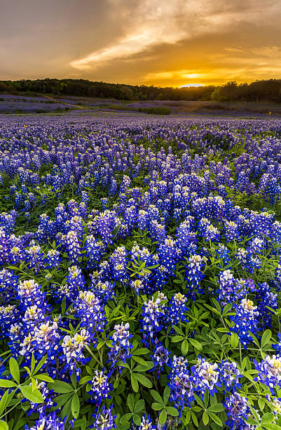 istock Beautiful Bluebonnets field at sunset near Austin, Texas 526722146