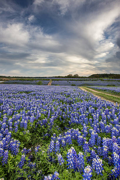 istock Beautiful Bluebonnets field at sunset near Austin, Texas 526722212