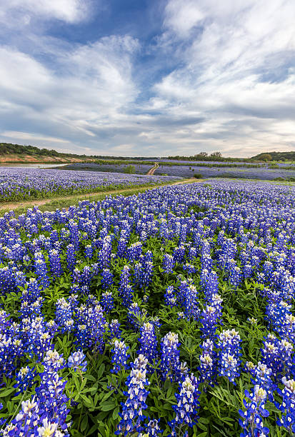 istock Texas bluebonnet field in Muleshoe Bend, Austin, TX. 526722282