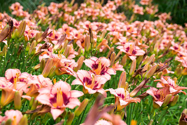 bellissima vista arancione daylily fiori in giardino - fulvo foto e immagini stock