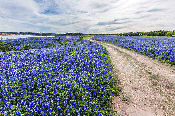 istock Texas wild bluebonnet filed  in Muleshoe bend near Austin, TX 526722352