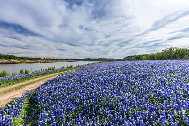 istock Texas Bluebonnet filed  in Muleshoe bend recreation area 526722428