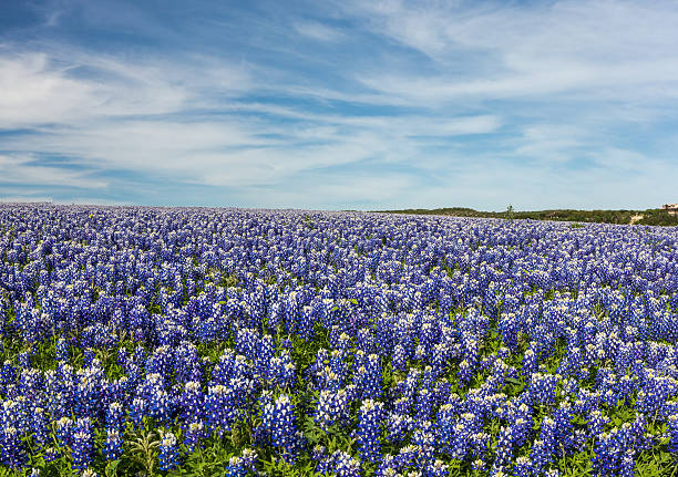 istock Texas Bluebonnet filed and blue sky background 526722490