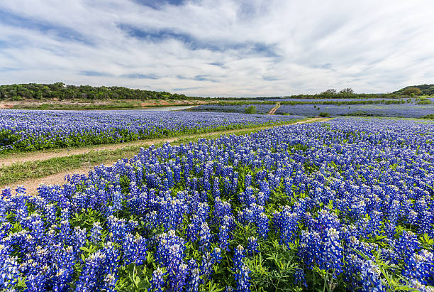 istock Large Texas bluebonnet field in Muleshoe Bend, Austin, TX 526722552